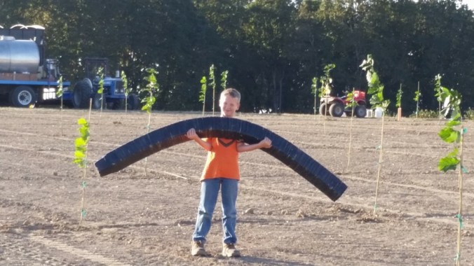 George Dettwyler_Hazelnuts