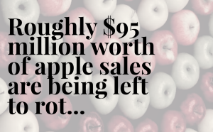 The problem is due to two factors: the apple crop is the state's largest on record, and labor disputes at the state's ports resulted in apples sitting for too long.